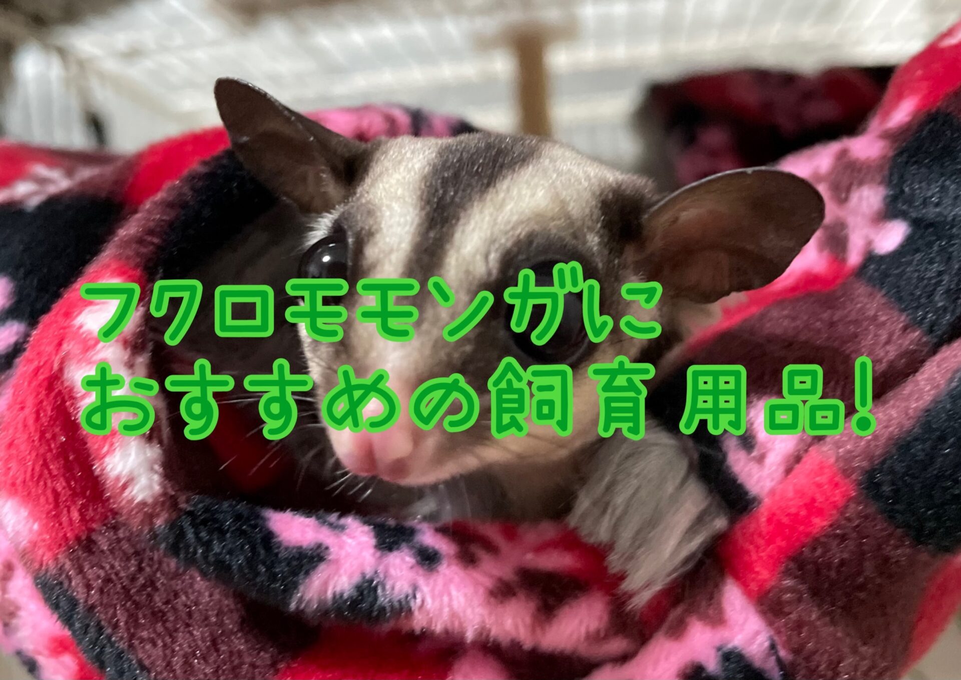 【飼育用品】フクロモモンガの飼育でおすすめの飼育用品5選! | ペットの気持ち